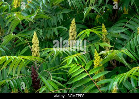Ein Zweig des Sumac-Essigs mit einer Knospe, die mit kleinen Blüten bedeckt ist. Stockfoto