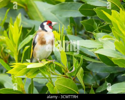 Ein europäischer Goldfink (Carduelis carduelis), der auf einem Baum thront. Stockfoto