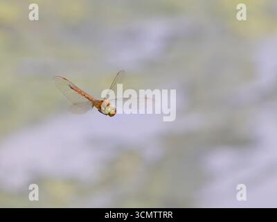 Eine Norfollk-Hawker-Libelle, Aeshna-Isozelen oder gleichschenklige, im Flug. Stockfoto