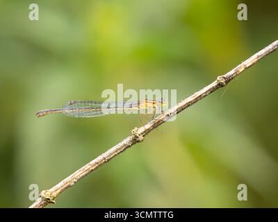 Eine weibliche Blauschwanzfliege oder gewöhnlicher Blausegel, Ischnura elegans, die auf einem Stock thront. Stockfoto