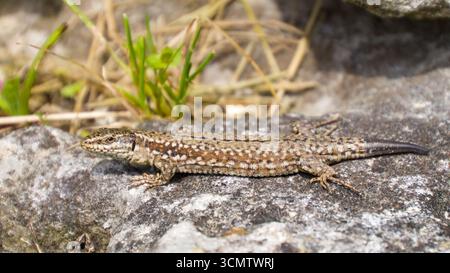 Seitenansicht einer gewöhnlichen Mauerechse (Podarcis muralis) auf einer Steinoberfläche Stockfoto