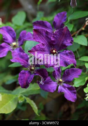Italienische Lederblume, Purple Clematis oder Virgin's Bower, Clematis viticella „polnischer Geist“, Ranunculaceae. Heimisch in Europa und Westasien. Stockfoto