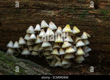 Gemeinsamen Motorhaube Stockfoto