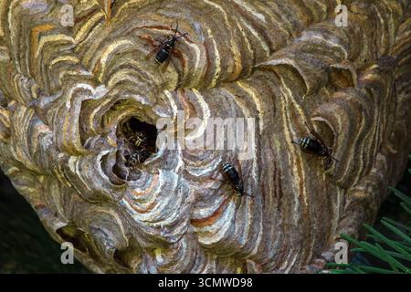 Glatzkopf Hornet im Nest Stockfoto