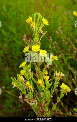 Gemeinsame Nachtkerze (Oenothera biennis), Batterson Park Pond State Boat Launch, New Britain, Connecticut Stockfoto