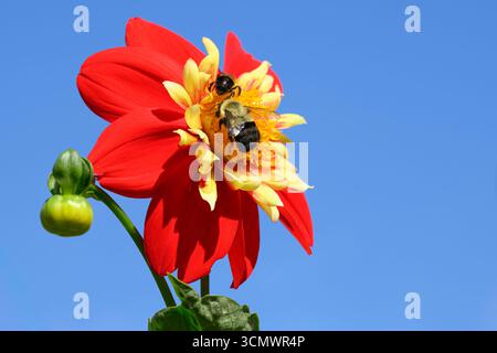 Gemeine Ostbienen, Bombus impatiens, auf einer Dahlia Impression Festivo-Blume, Vancouver, British Columbia, Kanada Stockfoto