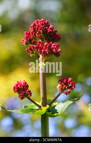 Nahaufnahme der roten Valerian-Blüten (Valeriana officinalis) (Valeriana officinalis), die bei Sonnenschein mit weichem natürlichen Hintergrund blühen Stockfoto