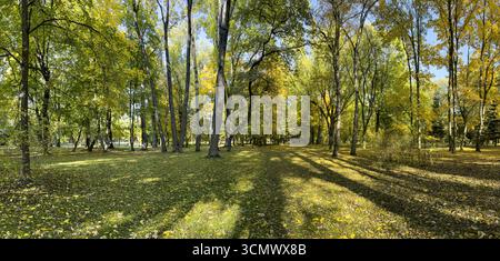 Herbstliche Parklandschaft an hellen sonnigen Tagen. Bäume mit langen Schatten auf dem Boden. Panorama. Stockfoto