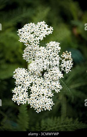 Eine Gruppe kleiner weißer Blumen mit zarten Blütenblättern, umgeben von grünem Laub Stockfoto