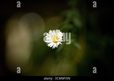 Eine einzelne weiße Gänseblümchenblume mit gelbem Zentrum, weich verschwommenem Hintergrund, natürlichem Licht, zarter und ruhiger Atmosphäre Stockfoto