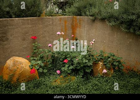Eine Gruppe von bunten Blumen, die zwischen Felsen in einem Garten wachsen, mit einer rustikalen Wand im Hintergrund Stockfoto