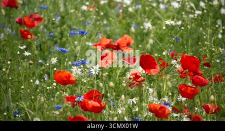 Ein lebhaftes Wildblumenfeld mit roten Mohnblumen, blauen Kornblumen und weißen Gänseblümchen schafft eine malerische Sommerszene. Stockfoto