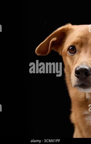 Die Kamera nimmt eine enge Nahaufnahme des Gesichts eines Hundes von der Seite auf. Seine Augen sind mit sanftem Licht beleuchtet. Stockfoto
