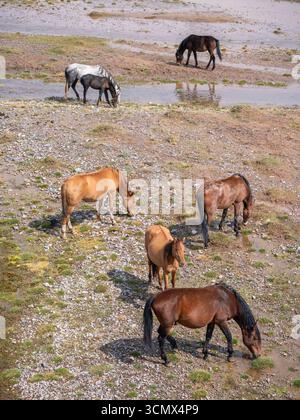 Vertikale Ansicht der Pferdeherde, die im Flussbett Kyzyl Suu im Alai-Tal weidet, Sary Tash, Kirgisistan Stockfoto