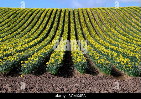 Eine frühlingshafte Szene von Narzissen, die Anfang April auf einem Feld in der Nähe von Montrose in Schottland wachsen. Stockfoto