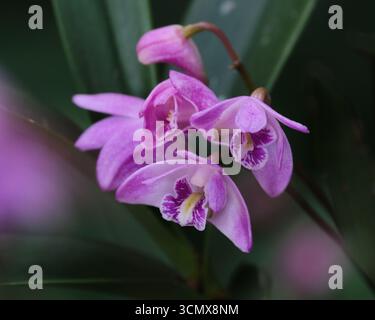 Pink Rock Orchideen In Bloom Stockfoto