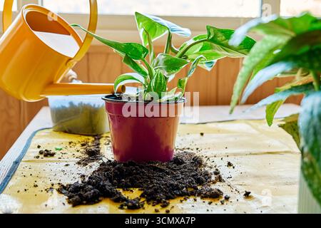 compo stauden langzeit dünger 2 kg COMPO BIO Rhododendron- und Hortensien Langzeit-Dünger mit Schafwolle  kaufen