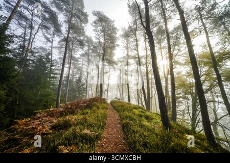 Blick auf den Wald bei Erfweiler. Weg durch die herbstliche Landschaft. Stockfoto