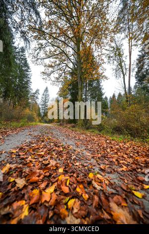 Herbstwaldweg bei Ludwigswinkel. Stockfoto