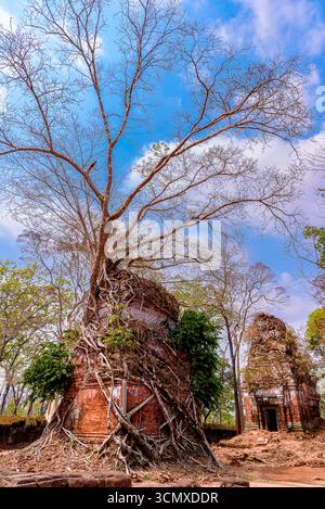 Baumwurzeln, die um einen Turm mit Ruinen des Prasat-Pram-Tempels in Koh Ker, Siem Reap, Kambodscha, gewickelt sind Stockfoto