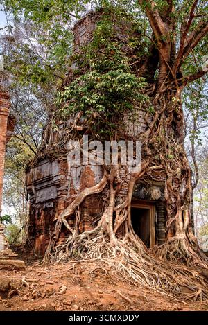 Baumwurzeln, die um einen Turm mit Ruinen des Prasat-Pram-Tempels in Koh Ker, Siem Reap, Kambodscha, gewickelt sind Stockfoto