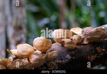 Pilze, die auf Bäumen im Regenwald von Andasibe, Madagaskar, wachsen Stockfoto