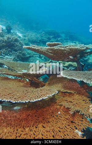 Acropora ist eine Art „Plate“-Korallen, die auf einem Korallenriff im Gaafu Dhaalu Atoll auf den Malediven wachsen Stockfoto