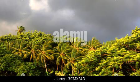 Palmen, First Landing Beach Resort, Viti Levu, Fidschi, Südpazifik Stockfoto