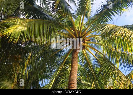 Palmen, First Landing Beach Resort, Viti Levu, Fidschi, Südpazifik Stockfoto