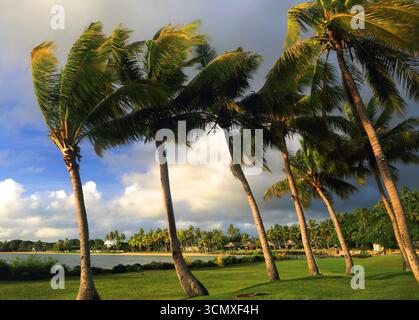 Palmen, First Landing Beach Resort, Viti Levu, Fidschi, Südpazifik Stockfoto