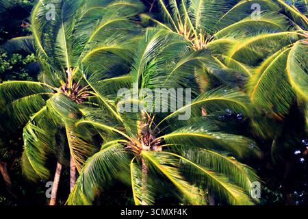 Palmen, First Landing Beach Resort, Viti Levu, Fidschi, Südpazifik Stockfoto