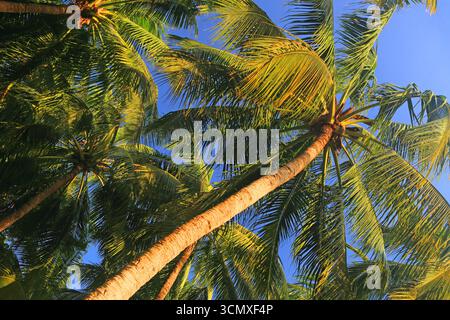 Palmen, First Landing Beach Resort, Viti Levu, Fidschi, Südpazifik Stockfoto