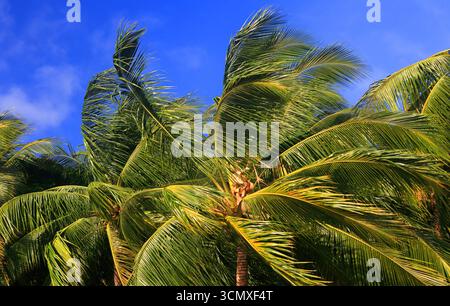 Palmen, First Landing Beach Resort, Viti Levu, Fidschi, Südpazifik Stockfoto