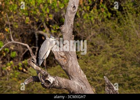 Graureiher (Ardea cinerea), auf einem toten Baumzweig, Chobe Nationalpark, Botswana, Afrika Stockfoto
