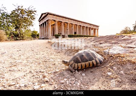 Schildkröte in der Nähe des Tempels des Hephaistos, der antiken Agora von Athen, Athen, Griechenland Stockfoto