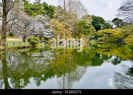Blüten und Bäume spiegeln sich im See in den Shinjuku Gyoen National Gardens Stockfoto