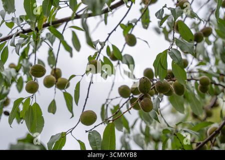 Pfirsiche Prunus persica wachsen auf Zweigen. Die Früchte sind noch grün, umgeben von Laub. Stockfoto