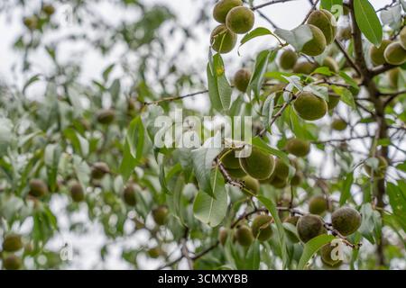 Prunus persica wachsen dicht an Ästen. Das Bild zeigt das Wachstum im Frühsommer. Stockfoto