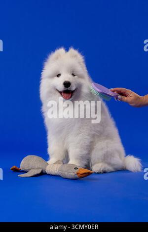 Weißer Samoyed-Welpe, der gestreichelt wird, während er mit Plüschspielzeug sitzt. Stockfoto
