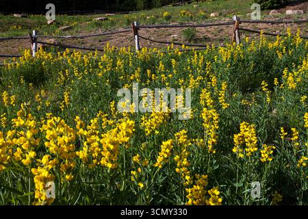Golden Mountain Erbse Thermopsis Montana Hidden Valley Rocky Mountain National Park Colorado USA Juni 2015 Stockfoto