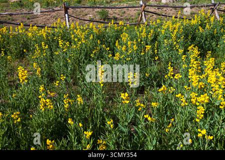 Golden Mountain Erbse Thermopsis Montana Hidden Valley Rocky Mountain National Park Colorado USA Juni 2015 Stockfoto