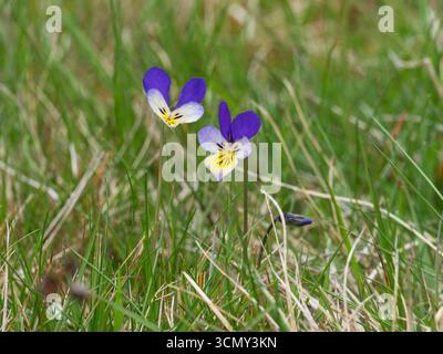 Bergstiefmütterchen Viola lutea zwischen Gräsern in Strathdearn, Highland Region, Schottland, Großbritannien, Mai 2019 Stockfoto