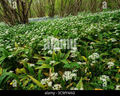Ramsons Allium ursinum wächst im Mai 2023 in Laubwäldern in der Nähe von Boveridge, Dorset, England, Großbritannien Stockfoto