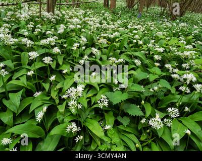 Ramsons Allium ursinum wächst im Mai 2023 in Laubwäldern in der Nähe von Boveridge, Dorset, England, Großbritannien Stockfoto