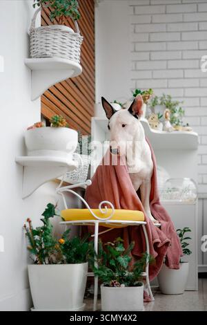 Hygge Balkonmoment mit Bullterrier und gemütlichen Decken Stockfoto