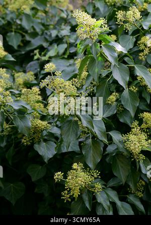 Ivy, gemeiner Efeu, Europäischer Efeu oder King's Choice Ivy, Hedera Helix, Araliaceae. UK. Hedera Helix, der gemeine Efeu, der europäische Efeu, der König's Choice Efeu. Stockfoto