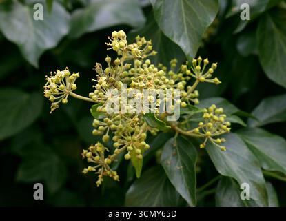 Ivy, gemeiner Efeu, Europäischer Efeu oder King's Choice Ivy, Hedera Helix, Araliaceae. UK. Hedera Helix, der gemeine Efeu, der europäische Efeu, der König's Choice Efeu. Stockfoto