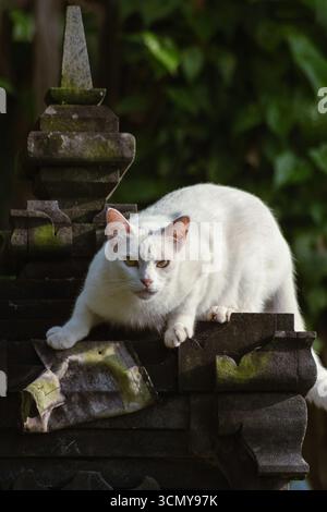 Weiße Katze hockte sich auf einem Steinschrein mit einem scharfen, aufmerksamen Blick; Kontrast zwischen glattem Fell und verwitterter Architektur. Stockfoto