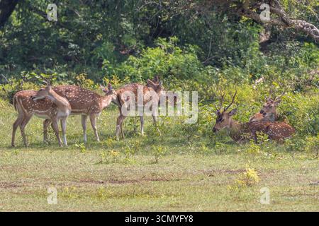 Sri Lanka - Yala - Chitalhirsch (Achsenachse) - Gruppe von Hirschen, die auf dem Feld stehen und sitzen Stockfoto