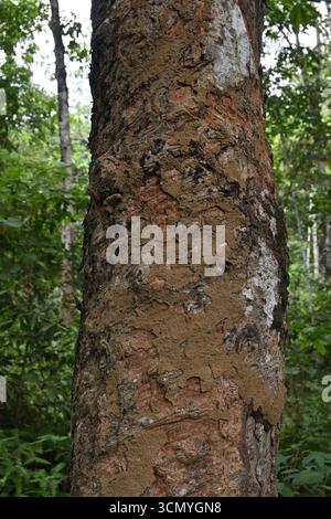 Blick auf einen alten Gummistamm mit der dünnen Termitennestschicht auf der Rindenoberfläche Stockfoto
